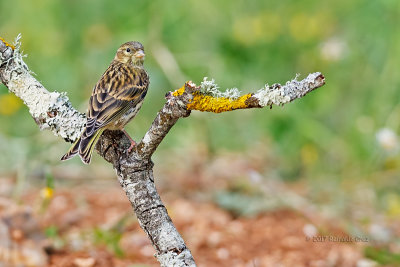 Milheirinha  ---  Serin  ---  (Serinus serinus)