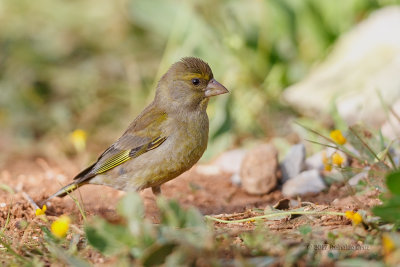 Verdilho  ---  Greenfinch  ---  (Carduelis chloris)