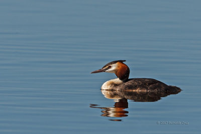Mergulhão-de-poupa --- Great-crested Greb --- (Podiceps cristatus)
