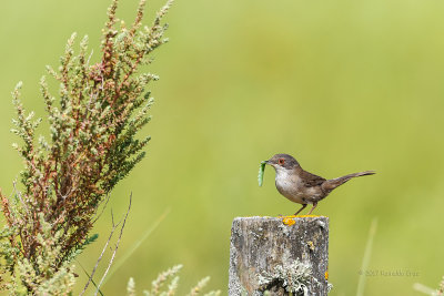 Toutinegra-de-cabeça-preta --- Sardinian Warbler --- (Sylvia melanocephala)