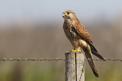 Peneireiro  ---  Kestrel  ---  (Falco tinnunculus)