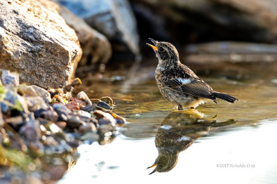 Cartaxo --- Stonechat --- (Saxicola torquata)