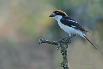 Picano-barreteiro  ---  Woodchat Shrike  ---  (Lanius senator)