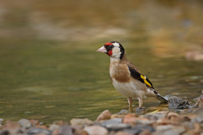 Pintassilgo  ---  Goldfinch  ---  (Carduelis carduelis)