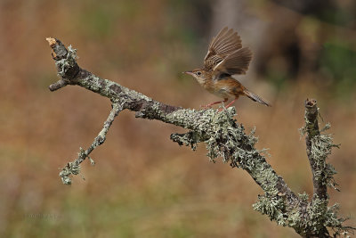 Fuinha-dos-juncos --- Zitting Cisticola --- (Cisticola juncidis)
