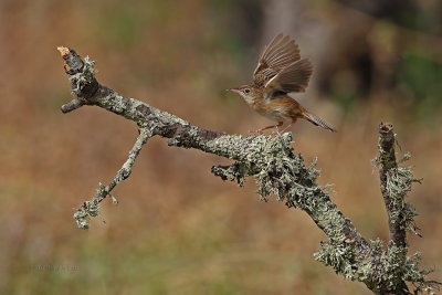 Fuinha-dos-juncos  ---  Zitting Cisticola  ---  (Cisticola juncidis)