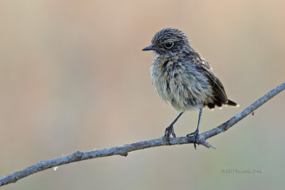 Cartaxo --- Stonechat --- (Saxicola torquata)