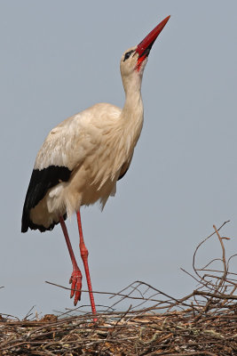 Cegonha-branca  ---  White Stork  ---  (Ciconia ciconia)