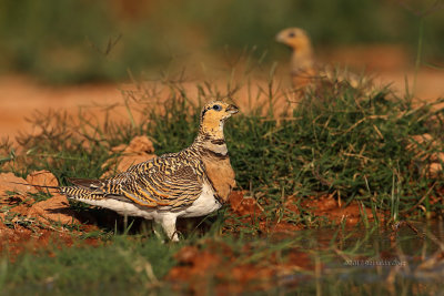 Cortiol-de-barriga-branca   ---  Pin-tailed Sandgrouse   ---   (Pterocles alchata)