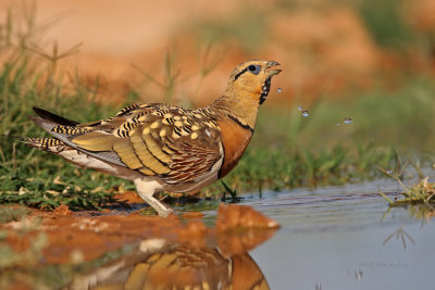 Cortiol-de-barriga-branca   ---  Pin-tailed Sandgrouse   ---   (Pterocles alchata)