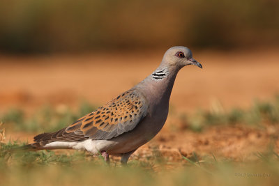 Rola-brava --- Turtle Dove --- (Streptopelia turtur)
