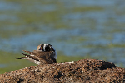 Borrelho-pequeno-de-coleira  ---  Little Ringed Plover  ---  (Charadrius dubius)