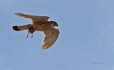 Peneireiro  ---  Kestrel  ---  (Falco tinnunculus)