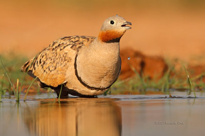 Cortiçol-de-barriga-preta --- Black-bellied Sandgrouse --- (Pterocles orientalis)