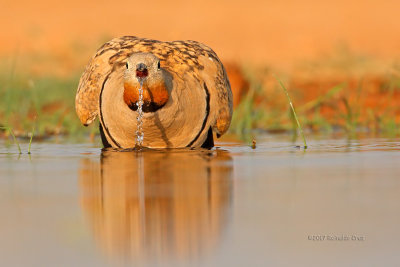 Cortiol-de-barriga-preta  ---  Black-bellied Sandgrouse  ---  (Pterocles orientalis)