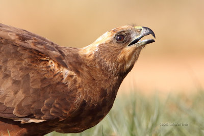 guia-sapeira  ---  Marsh Harrier  ---  (Circus aeruginosus)