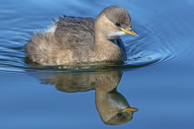 Mergulho-pequeno  ---  Little Greb  ---  (Tachybaptus ruficollis)