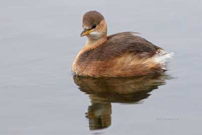 Mergulho-pequeno  ---  Little Greb  ---  (Tachybaptus ruficollis)