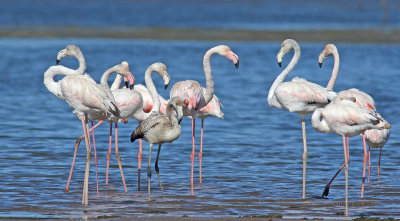 Flamingo  ---  Greater Flamingo   ---  (Phoenicopterus roseus)