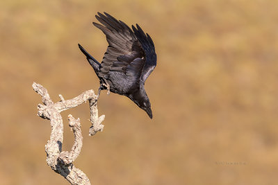 Gralha-preta  ---  Carrion Crow  ---  (Corvus corone)