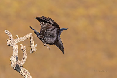 Gralha-preta  ---  Carrion Crow  ---  (Corvus corone)