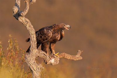 guia-real  ---  Golden Eagle  ---  (Aquila chrysaetos)