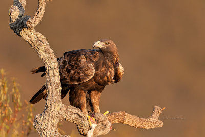 guia-real  ---  Golden Eagle  ---  (Aquila chrysaetos)