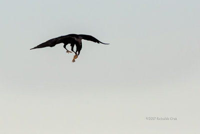 Gralha-preta  ---  Carrion Crow  ---  (Corvus corone)