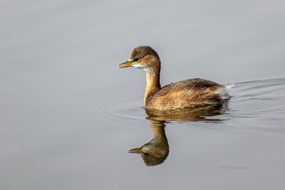 Mergulho-pequeno  ---  Little Greb  ---  (Tachybaptus ruficollis)