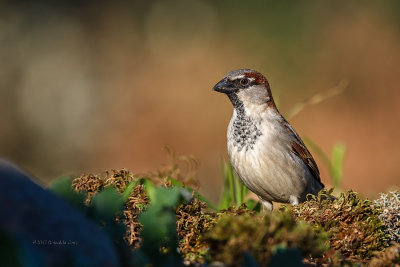 Pardal  ---  House Sparrow  ---  (Passer domesticus)