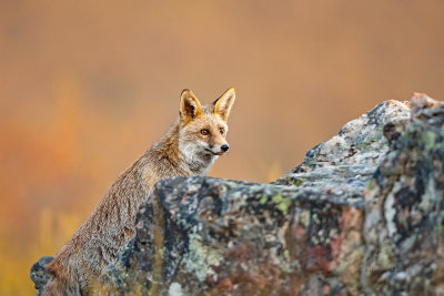 Raposa   ---   Fox