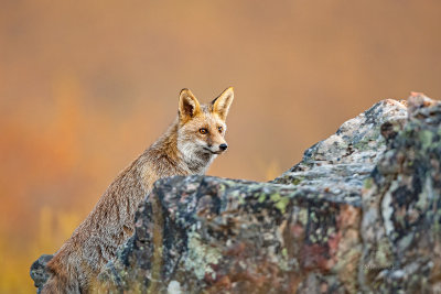 Raposa --- Fox