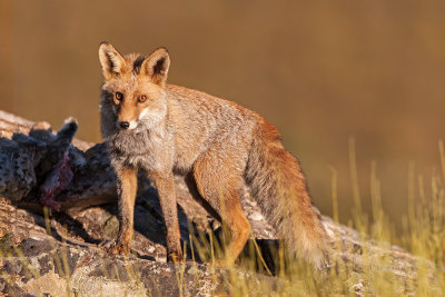 Raposa --- Fox