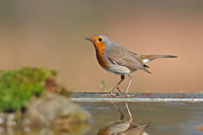 Pisco-de-peito-ruivo  ---  Robin  ---  (Erithacus rubecula)