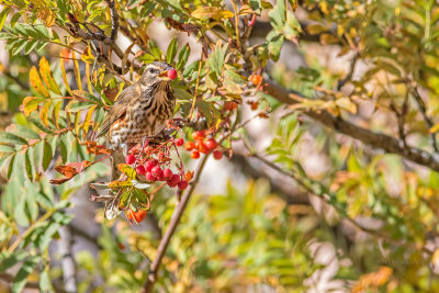 Tordo-ruivo  ---  Redwing  ---  (Turdus iliacus)