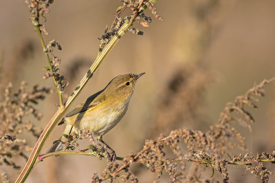 Felosinha  ---  Chiffchaff  ---  (Phylloscopus collybita)