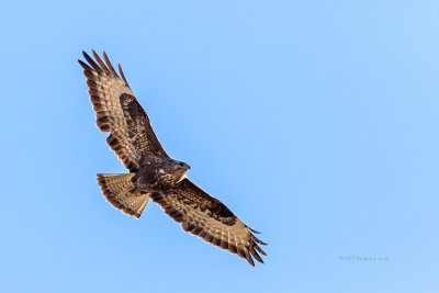 guia-dasa-redonda  ---  Buzzard  ---  (Buteo buteo)