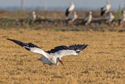 Cegonha-branca  ---  White Stork  ---  (Ciconia ciconia)