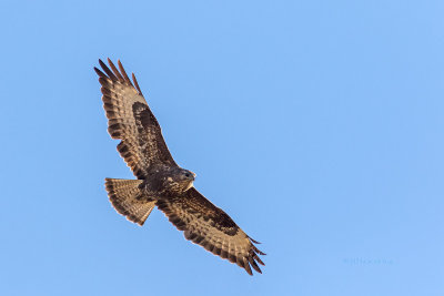 guia-dasa-redonda  ---  Buzzard  ---  (Buteo buteo)