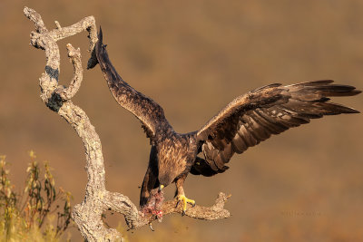 guia-real  ---  Golden Eagle  ---  (Aquila chrysaetos)