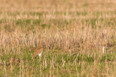 Siso  ---  Little Bustard  ---  (Tetrax tetrax)