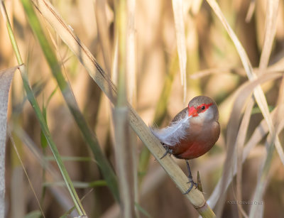 Bico-de-lacre  ---  Common Waxbill  ---  (Estrilda astrild)