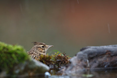 Cotovia-escura  ---  Thekla Lark  ---  (Galerida theklae)