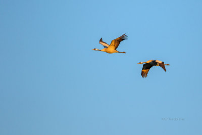 Grou --- Crane --- (Grus grus)