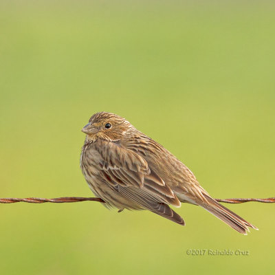Trigueirão --- Corn Bunting --- (Miliaria calandra)
