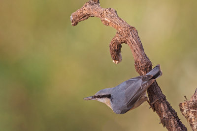 Trepadeira-azul  ---  Nuthatch  ---  (Sitta europaea)