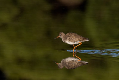 Perna-vermelha  ---  Redshank  ---  (Tringa totanus)