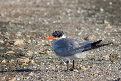 Garajau-grande --- Caspian Tern --- (Sterna caspia)