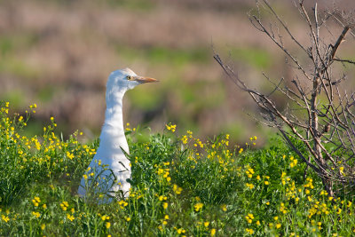 Carraceiro --- Cattle Egret --- (Bubulcus ibis)