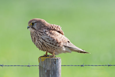 Peneireiro --- Kestrel --- (Falco tinnunculus)